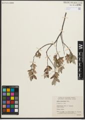Foto von Salix niphoclada Rydb.